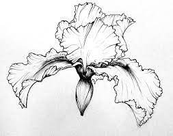Iris Google Search Iris Drawing Flower Line Drawings Flower Sketches