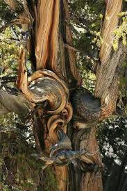 Twisty Pine Naturbilder Natur Kunst Baum Fotografie