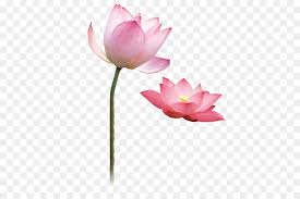 Polish your personal project or design with these fiori transparent png images, make it even more personalized and more attractive. Pink Flower Cartoon Png Download 591 591 Free Transparent Nelumbo Nucifera Png Download Cleanpng Kisspng