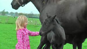Check spelling or type a new query. A Rare Breed Big Beautiful Draft Horse Has Two Healthy Twins