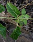 Image result for Marsdenia macrantha
