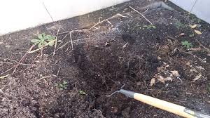 The steel head and wooden handle are strong and durable. Yardworks 4 Tine Cultivator Youtube