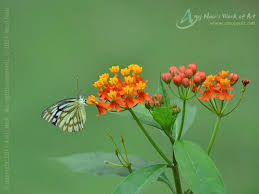 Pin On Butterflies