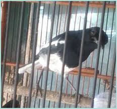 Hewan peliharaan sangat baik untuk mengurangi stress tak terkecuali burung peliharaan. Ciri Burung Kacer Mabung Dan Prosesnya Hewan Burung Hewan Peliharaan