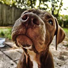 Rescue me helps dogs, cats, horses, birds, and other animals find homes. Cat Dog Adoptions Wallingford Animal Control
