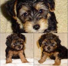 Check spelling or type a new query. Black And Tan Yorkie Poo