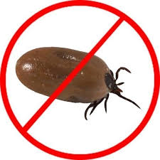 Our pest control services are protected, a condition well disposed and bring about no unfriendly impact on human life. Spray Chemical Based Ticks Control Service Prime Pest Control Services Id 22658857591