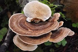 Image result for turkey tails mushrooms