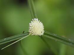 Image result for Kyllinga robinsoniana