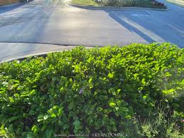 Image result for Ipomoea pes-caprae