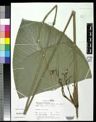 Image result for Sarcophrynium prionogonium