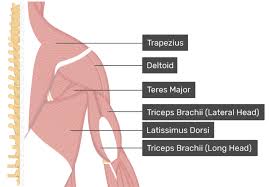 This diagram depicts shoulder muscle diagram. Supraspinatus Muscle Attachments Actions Innervation