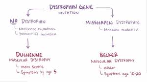 Duchenne Muscle Dystrophy Flashcards Questions And Answers Quizlet