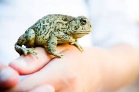 When you talk on the telephone, you hear the other person's voice. Fun Activities For Teaching Homophones