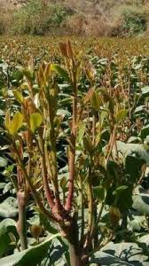 قات ابو مسمار القات الهرري مع تحيات ابواصيل about press copyright contact us creators advertise developers terms privacy policy & safety how youtube works test. ØªØ£Ø«ÙŠØ± Ø§Ù„Ù‚Ø§Øª Ø¹Ù„Ù‰ Ù…Ø±Ø¶Ù‰ Ø§Ù„Ø³ÙƒØ± Ø§Ù„Ù‚Ø§Øª ÙˆÙ…Ø±Ø¶Ù‰ Ø§Ù„Ø³ÙƒØ±ÙŠ Ø§Ù„Ù‚Ø§Øª Ø¹Ù„Ø§Ø¬ Ù„Ù…Ø±Ø¶ Ø§Ù„Ø³ÙƒØ±ÙŠ Ù…Ø±Ø§ÙÙŠÙ…