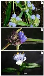 Image result for Cyanotis longifolia