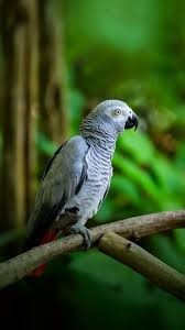 birds pet birds sweet animals animals