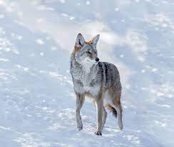 North American Coyote Coyote Animals Habitats
