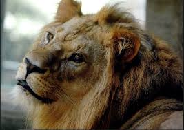Docha John Ball Zoo Lions Zoo Animals