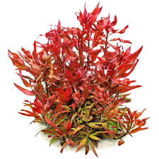 Image result for Asystasia glandulosa