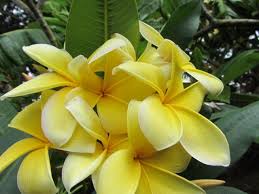 Aztec Gold Plumeria Beautiful Flowers Aztec Gold