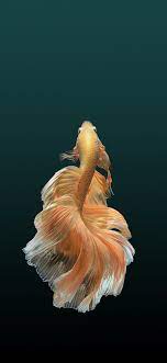 Astheticwallpaperiphoneminimal Fish Wallpaper Fish Drawings Fish Art