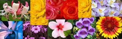 This time of year is the best time for this. Flowers Make Us Feel Better