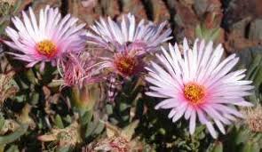 Image result for Lampranthus