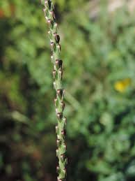 Image result for Achyranthes