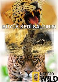 Buyuk Kedi Saldirisi Natioanal Geographic Wild Turkce Dublaj Belgesel Hd Belgesel