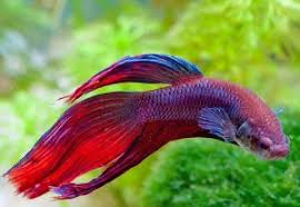 However, it's not something to be many types of fish sleep with their eyes open. Types Of Bettas Fish Vang Bettas