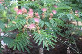 Image result for Albizia glaberrima