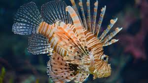 Check spelling or type a new query. Lionfish Sting Symptoms Treatment And Recovery