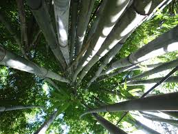 Live music is featured as well. Bamboo At Kanapaha Botanical Gardens In Gainesville Ocala News Com