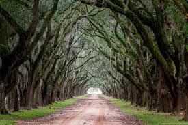 John the baptist parish, near wallace, louisiana, and along louisiana highway 18. Historic Antebellum Evergreen Plantation In Wallace Louisiana Wanderingtrader