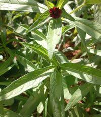 Image result for Aspilia kotschyi