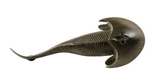 Image result for Cephalaspis