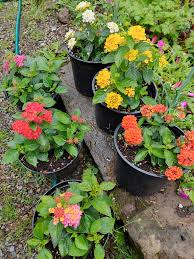 Image result for Didymodoxa