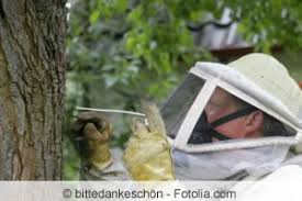 Sie haben ein wespennest im garten und sind unsicher, ob sie dieses entfernen und beseitigen lassen sollen? Wespen Vernichten Darf Man Toten Und Wespennester Ausrauchern Gartendialog De