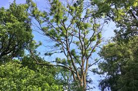 See more ideas about seeds, seed pods, pods. Everything You Need To Know About Ash Dieback Discover Wildlife