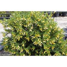 Image result for Otomeria elatior