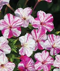 Pin On Flores