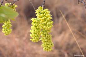 Image result for Ochna pulchra