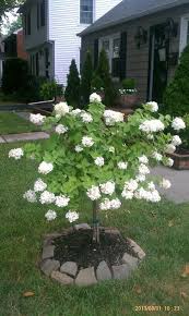 We did not find results for: Weeping White Hydrangea Tree I Want One In My Front Garden Hydrangea Tree Plants Front Garden