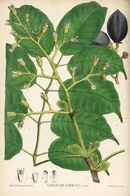 Image result for Canarium