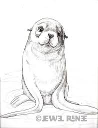 Jewel Renee Illustration Fur Seal Pup Pencil Drawing Animal Drawings Animals Artwork Animal Sketches