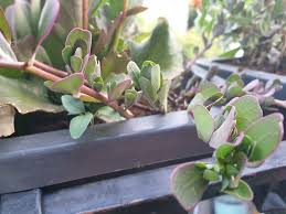 Image result for Savannosiphon euryphyllus