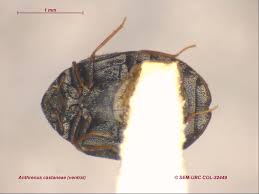 Image result for dermestidae