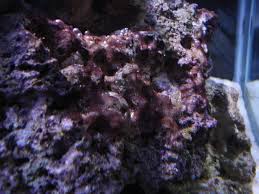 Black Algae In Fish Tank Good Or Bad Nuisance Algae Guide Reef Cleaners Nano Reef Community