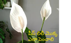 Pin On Gardening